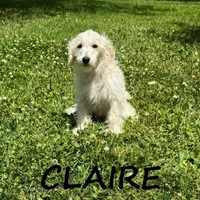 Claire, a female Schnoodle for sale in New Richland, MN – 3 of 3