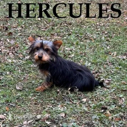 Hercules – Yorkipoo puppy for sale in New Richland, MN