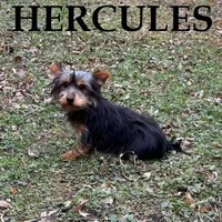 Hercules, a male Yorkipoo for sale in New Richland, MN – Photo 1 of 3