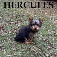 Hercules, a male Yorkipoo for sale in New Richland, MN – Photo 2 of 3