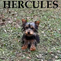 Hercules, a male Yorkipoo for sale in New Richland, MN – Photo 3 of 3
