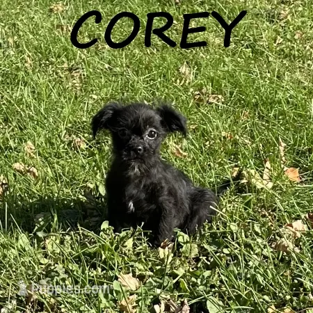 Corey – Shorkie puppy for sale in New Richland, MN
