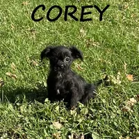 Corey, a male Shorkie for sale in New Richland, MN – 1 of 3