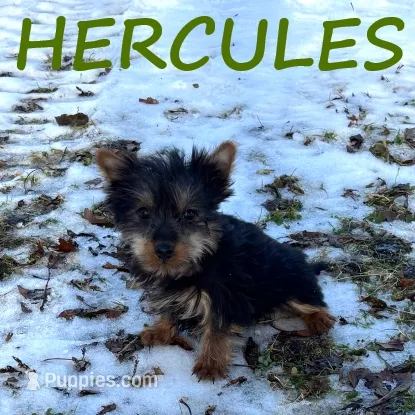 Hercules