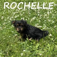 Rochelle, a female Yorkipoo for sale in New Richland, MN – 2 of 3