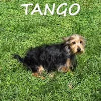 Tango, a male Yorkipoo for sale in New Richland, MN – 2 of 3