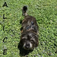 Alice , a female Schnoodle and Yorkipoo for sale in New Richland, MN – 3 of 3