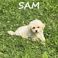 Sam, a male Shihpoo for sale in New Richland, MN – 3 of 3