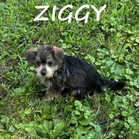 Ziggy, a male Miniature Schnauzer and Yorkshire Terrier for sale in New Richland, MN – 3 of 3