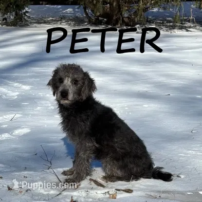 Peter
