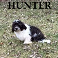 Hunter Neutered, a male Shihpoo for sale in New Richland, MN – Photo 1 of 3