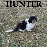 Hunter Neutered, a male Shihpoo for sale in New Richland, MN – Photo 3 of 3