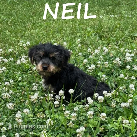 Neil – Yorkipoo puppy for sale in New Richland, MN