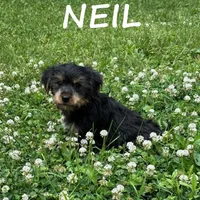 Neil, a male Yorkipoo for sale in New Richland, MN – 1 of 3