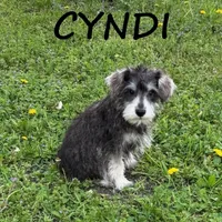 Cyndi, a female Schnoodle for sale in New Richland, MN – 2 of 3