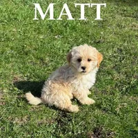 Matt, a male Shihpoo for sale in New Richland, MN – Photo 1 of 3