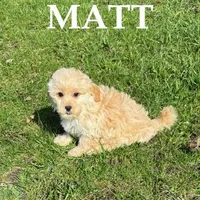 Matt, a male Shihpoo for sale in New Richland, MN – Photo 2 of 3