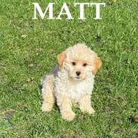 Matt, a male Shihpoo for sale in New Richland, MN – Photo 3 of 3