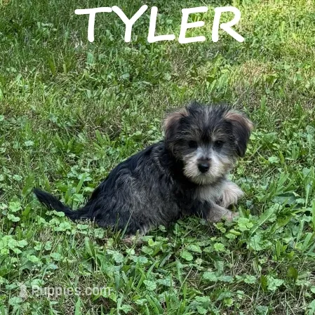 Tyler – Miniature Schnauzer, Yorkshire Terrier puppy for sale in New Richland, MN