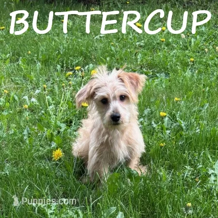 Buttercup – Yorkipoo puppy for sale in New Richland, MN