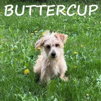 Buttercup, a female Yorkipoo for sale in New Richland, MN – 1 of 4