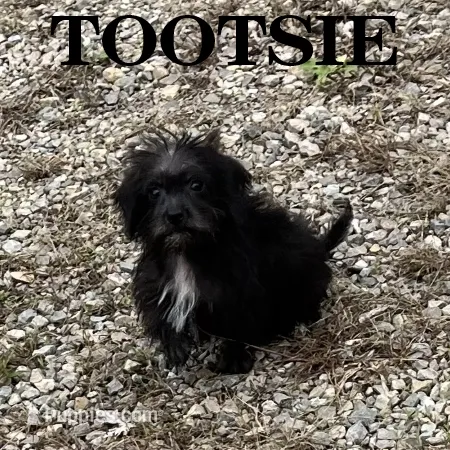 Tootsie – Schnoodle puppy for sale in New Richland, MN