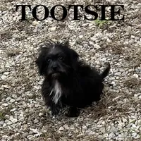 Tootsie, a female Schnoodle for sale in New Richland, MN – 1 of 3