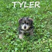 Tyler, a male Miniature Schnauzer and Yorkshire Terrier for sale in New Richland, MN – 3 of 3