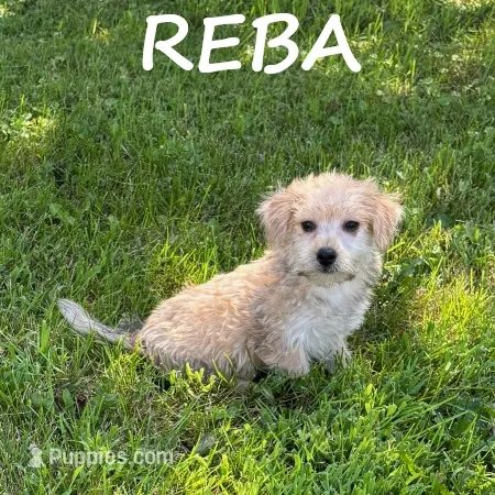 Reba – Miniature Schnauzer, Yorkshire Terrier puppy for sale in New Richland, MN