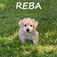 Reba, a female Miniature Schnauzer and Yorkshire Terrier for sale in New Richland, MN – 2 of 3