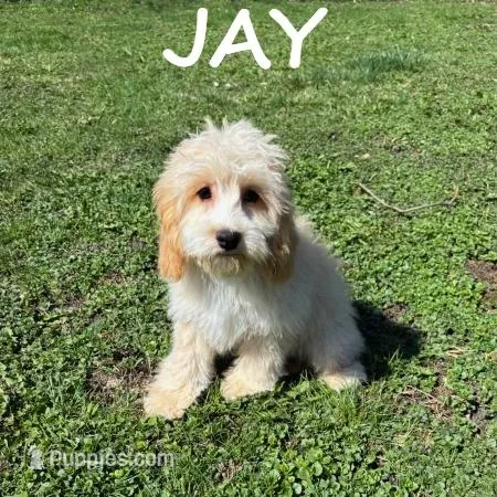 Jay – Cockapoo puppy for sale in New Richland, MN