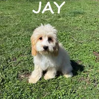 Jay, a male Cockapoo for sale in New Richland, MN – Photo 1 of 3