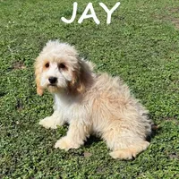Jay, a male Cockapoo for sale in New Richland, MN – Photo 2 of 3