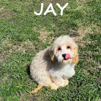 Jay, a male Cockapoo for sale in New Richland, MN – Photo 3 of 3
