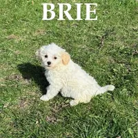 Brie, a female Shihpoo for sale in New Richland, MN – Photo 2 of 3