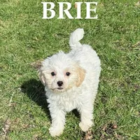 Brie, a female Shihpoo for sale in New Richland, MN – Photo 1 of 3