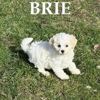 Brie, a female Shihpoo for sale in New Richland, MN – Photo 3 of 3