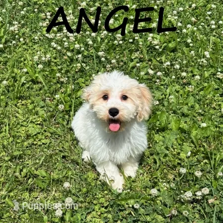 Angel  – Cockapoo puppy for sale in New Richland, MN