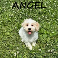 Angel , a female Cockapoo for sale in New Richland, MN – 1 of 3