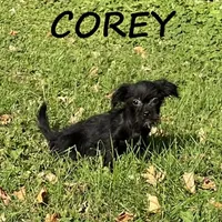 Corey, a male Shorkie for sale in New Richland, MN – 3 of 3