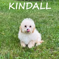 Kindall, a female Shihpoo for sale in New Richland, MN – 3 of 3