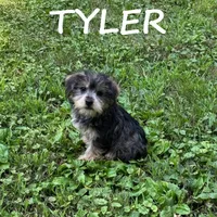 Tyler, a male Miniature Schnauzer and Yorkshire Terrier for sale in New Richland, MN – 2 of 3