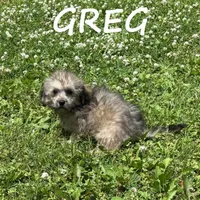 Greg, a male Shihpoo for sale in New Richland, MN – 3 of 3