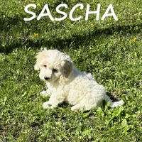Sascha, a female Cockapoo for sale in New Richland, MN – 2 of 3