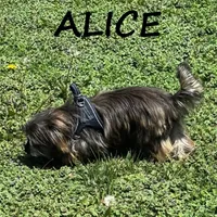 Alice , a female Schnoodle and Yorkipoo for sale in New Richland, MN – 2 of 3