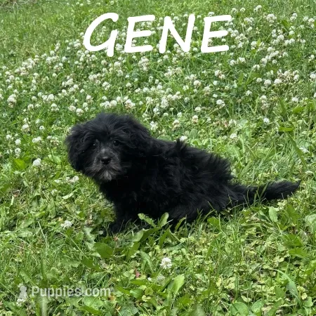 Gene – Shihpoo puppy for sale in New Richland, MN