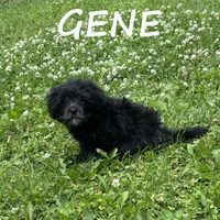 Gene, a male Shihpoo for sale in New Richland, MN – 1 of 3