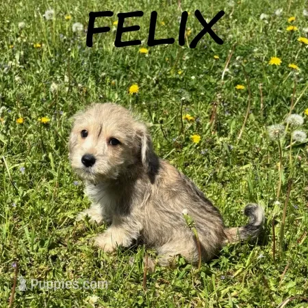 Felix – Schnoodle puppy for sale in New Richland, MN