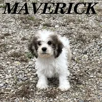 Maverick, a male Schnoodle for sale in New Richland, MN – 2 of 4