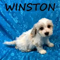 Winston, a male Cockapoo for sale in New Richland, MN – Photo 3 of 3